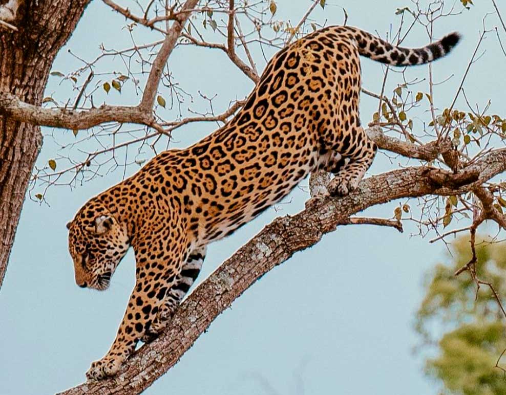 Pantanal among us