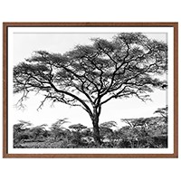 Serengeti