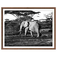 Elephant Walking
