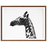 Serengeti Giraffe