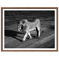 Lion Walking