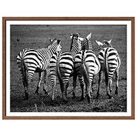 Zebras Walking