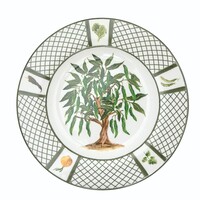 Dinner Plate Pepper Tree