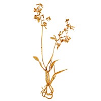 Orchid Sculpture S